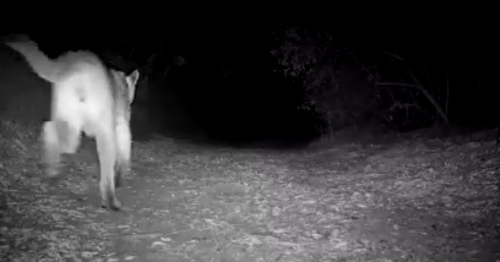  trail camera captures cougar stalking coyote audio reveals 