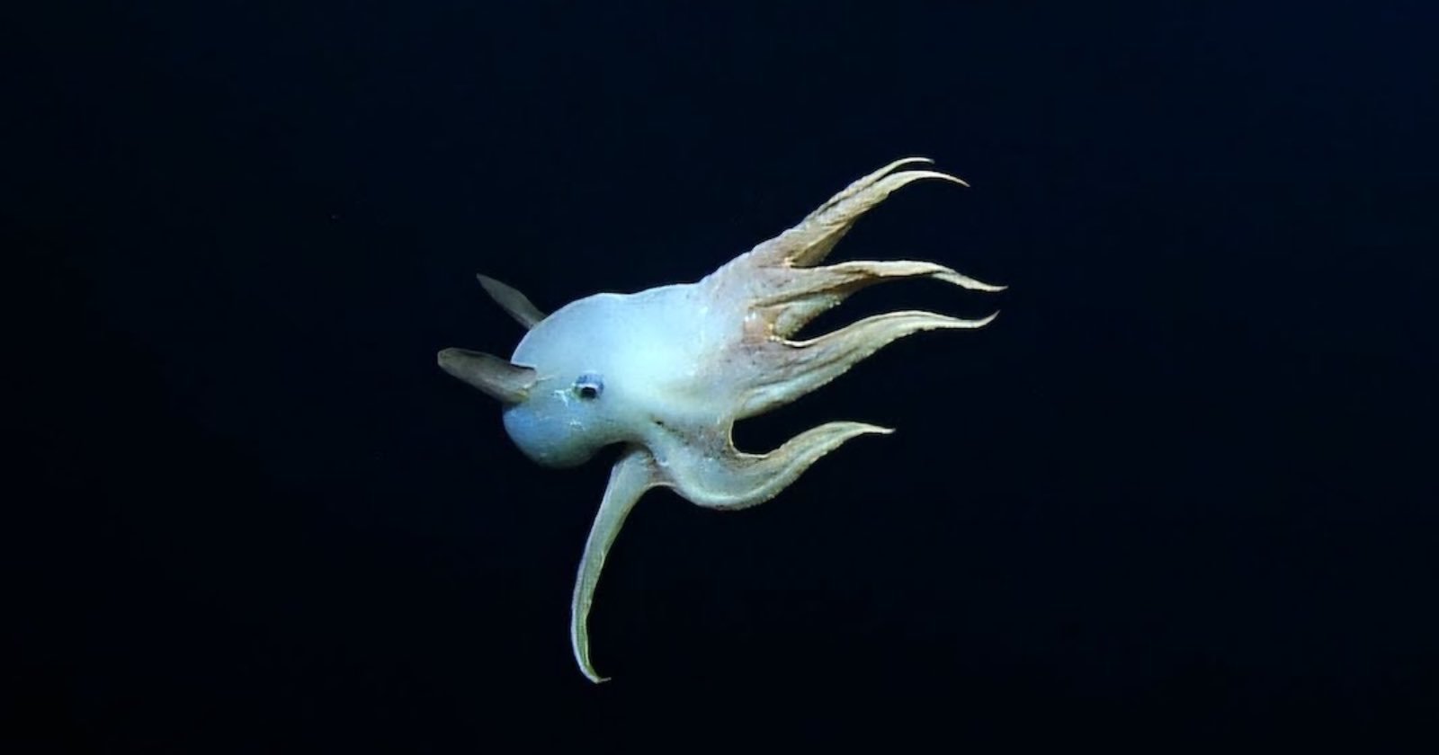 Rare Dumbo Octopus Spotted Live on Camera During Deep Sea Expedition