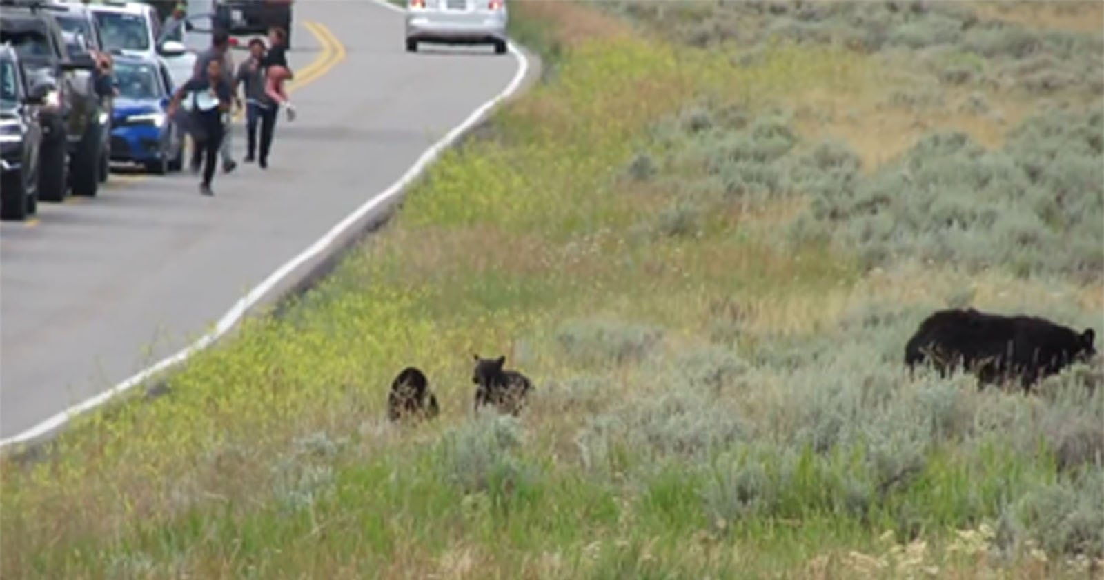 Tourists Caught Sprinting Toward Mama Bear and Cubs in Yellowstone