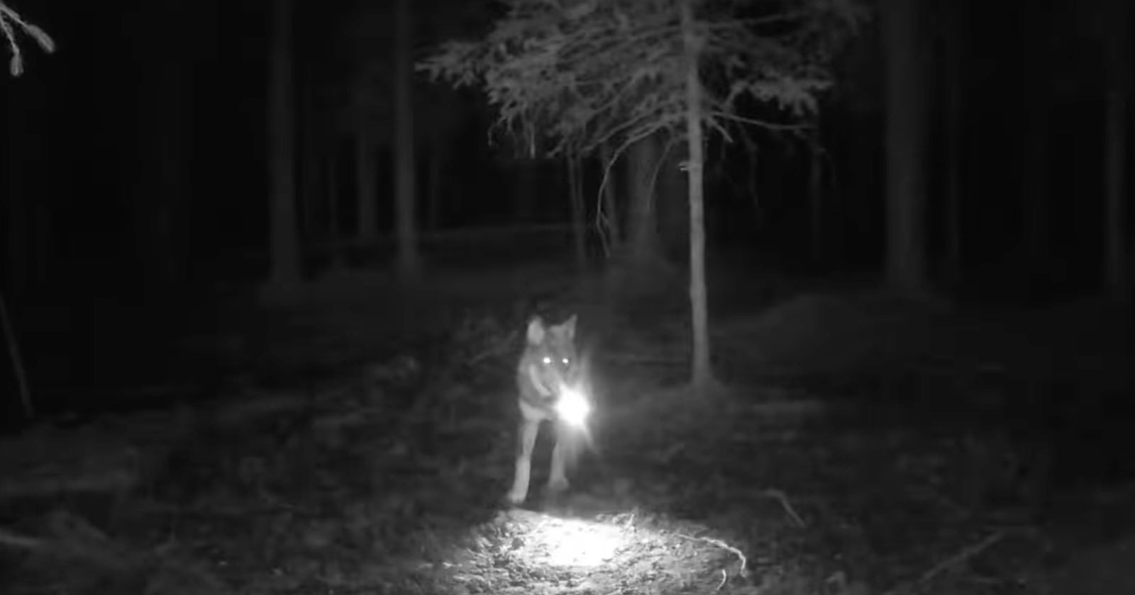 Trail Camera Footage Captures Wolf Stealing Another Trail Camera
