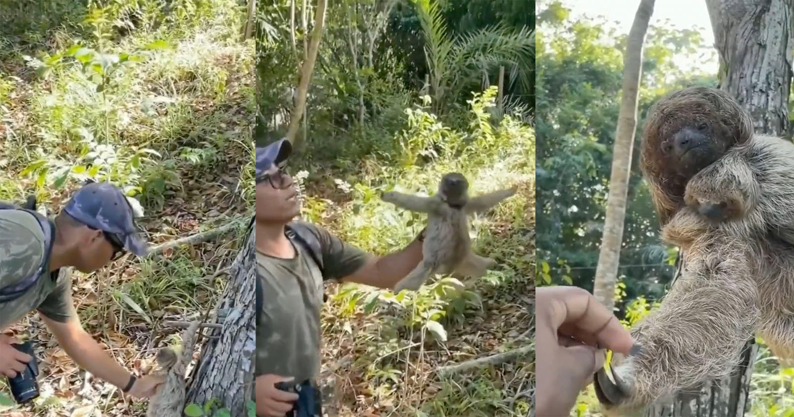 Adorable Moment Photographer Helps Baby Sloth and Mother Thanks Him