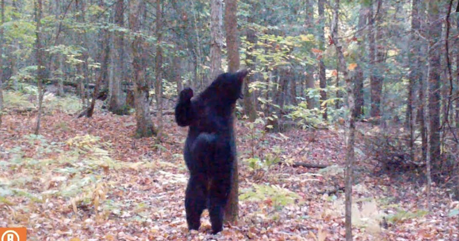 Sexy Black Bear Puts on a Show for Trail Camera While Scratching its Back
