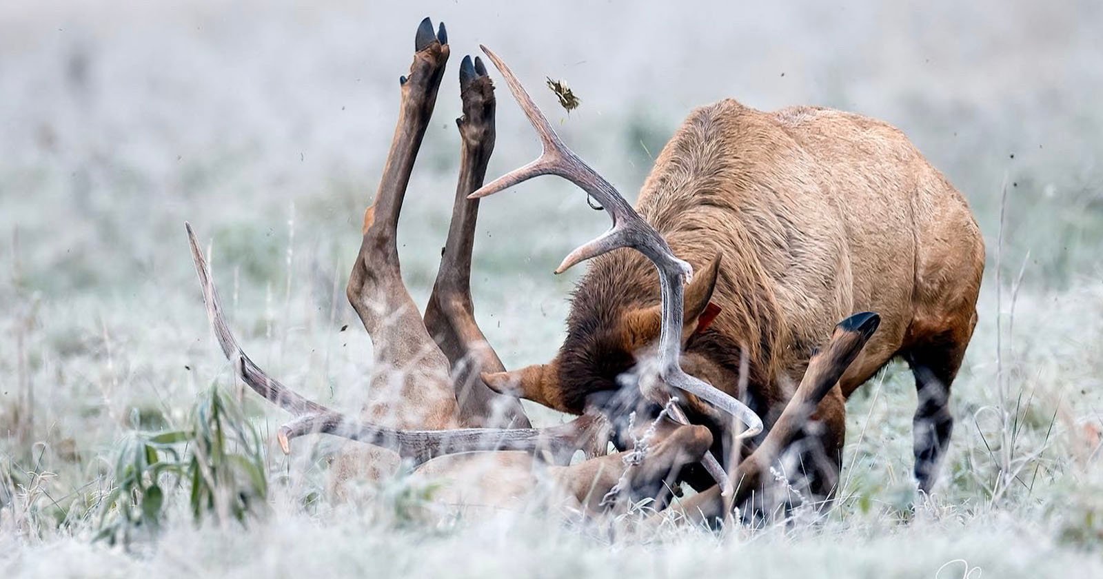  photographer shares brutal elk attack warns people not 