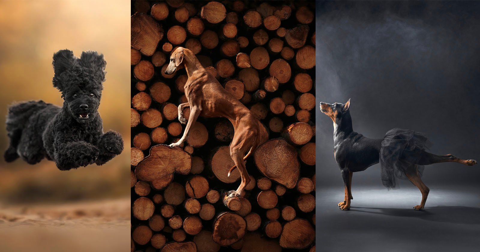 Pooch Doing Parkour Among the Winners of Dog Photography Awards