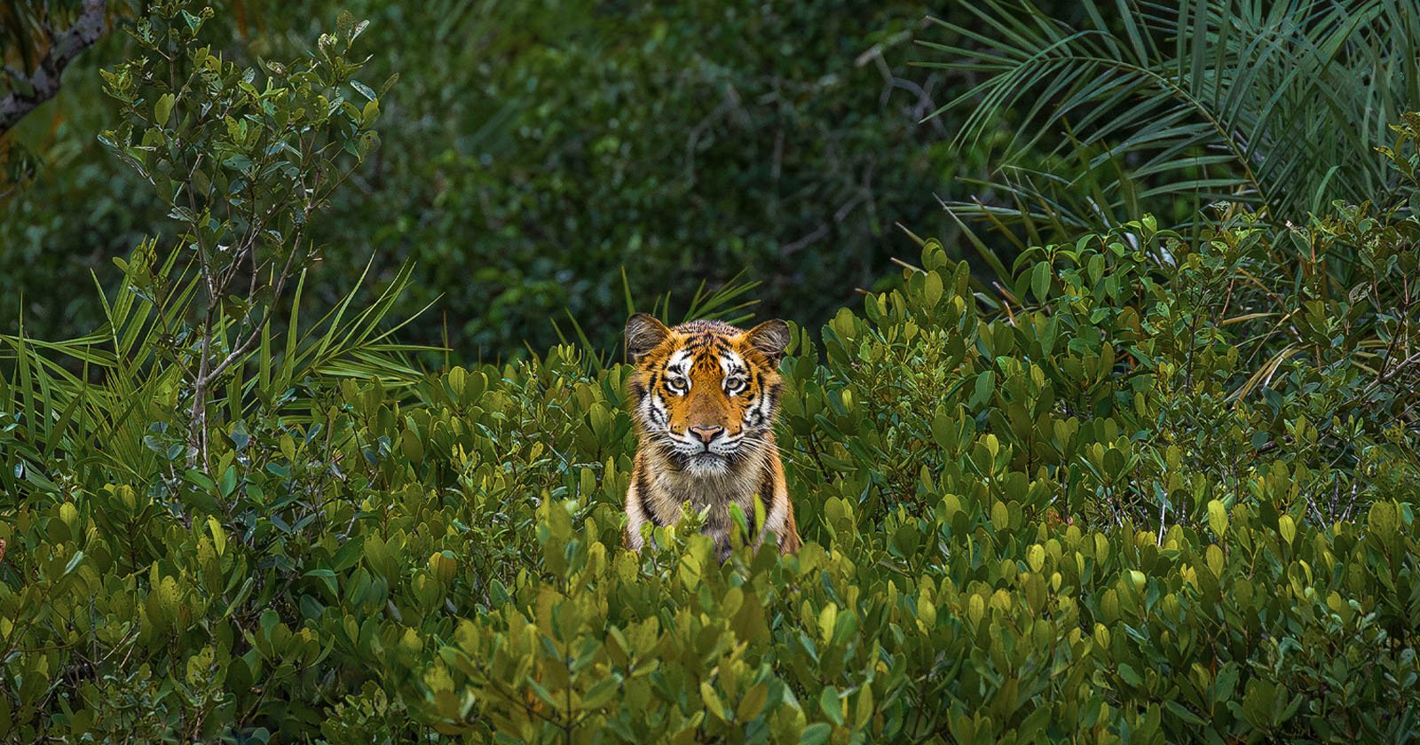  dead-eyed tiger staring out from mangrove wins photo 