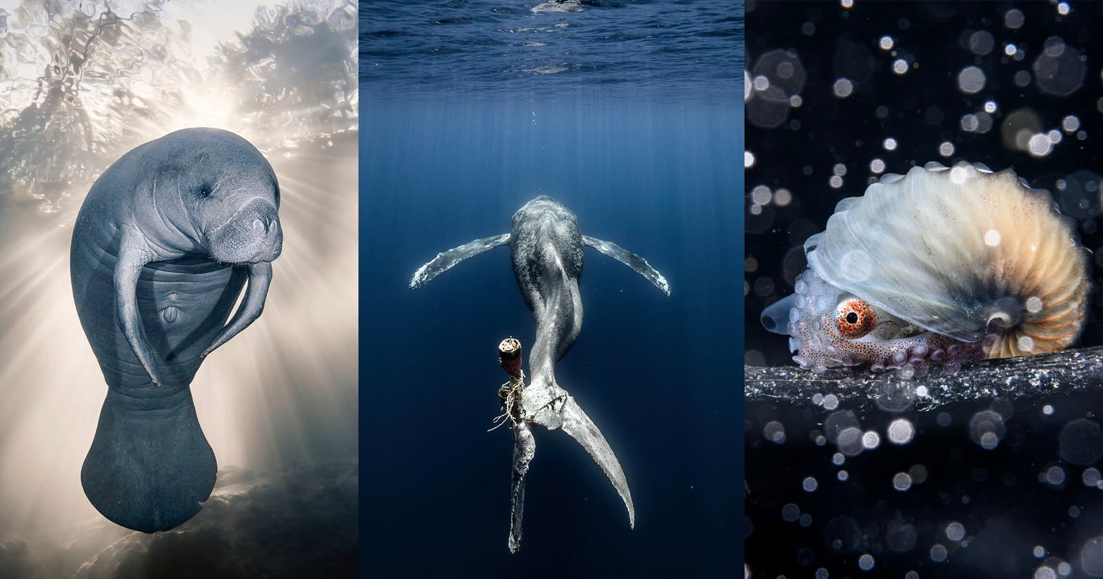 Epic Marine Photos Star in Ocean Photographer of the Year 2023