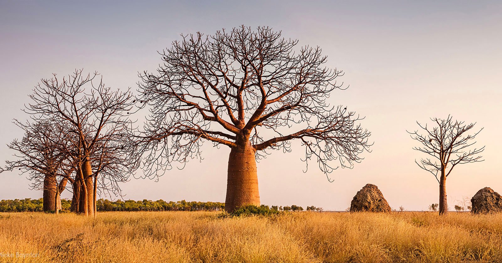 Talking to Trees: Photographing the Expressive Nature of Trees