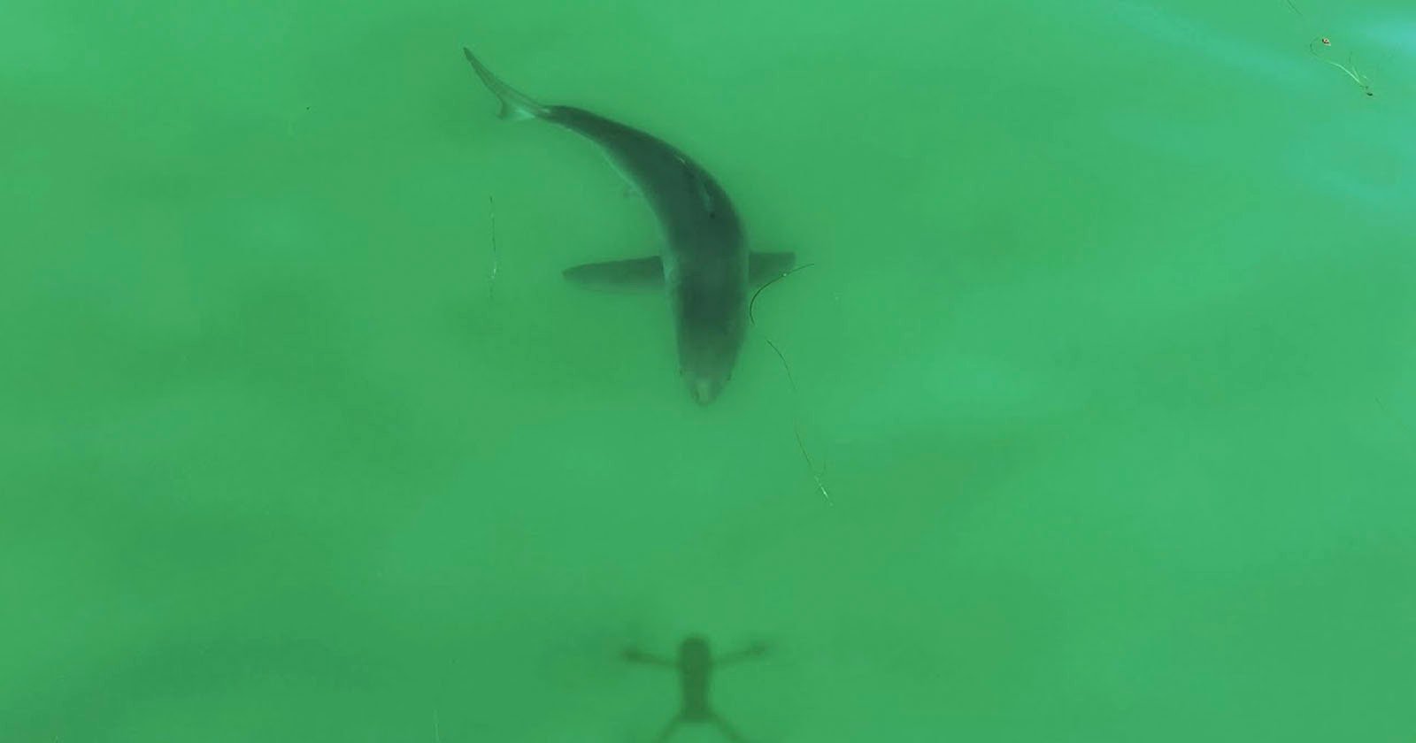  great white shark chases drone shadow way 