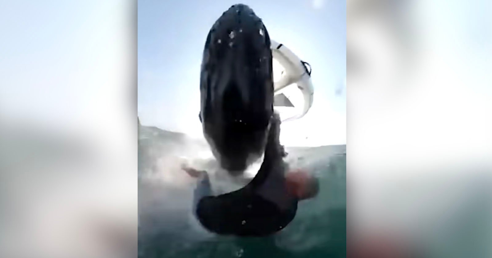  windsurfer captures himself colliding leaping whale 