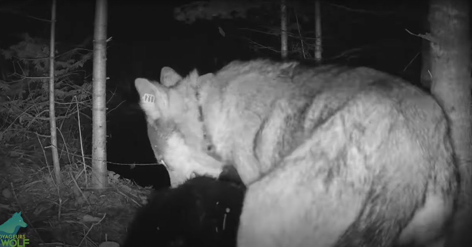 Trail Cam Captures the Second-Ever Recording of a Wolf Killing a Beaver