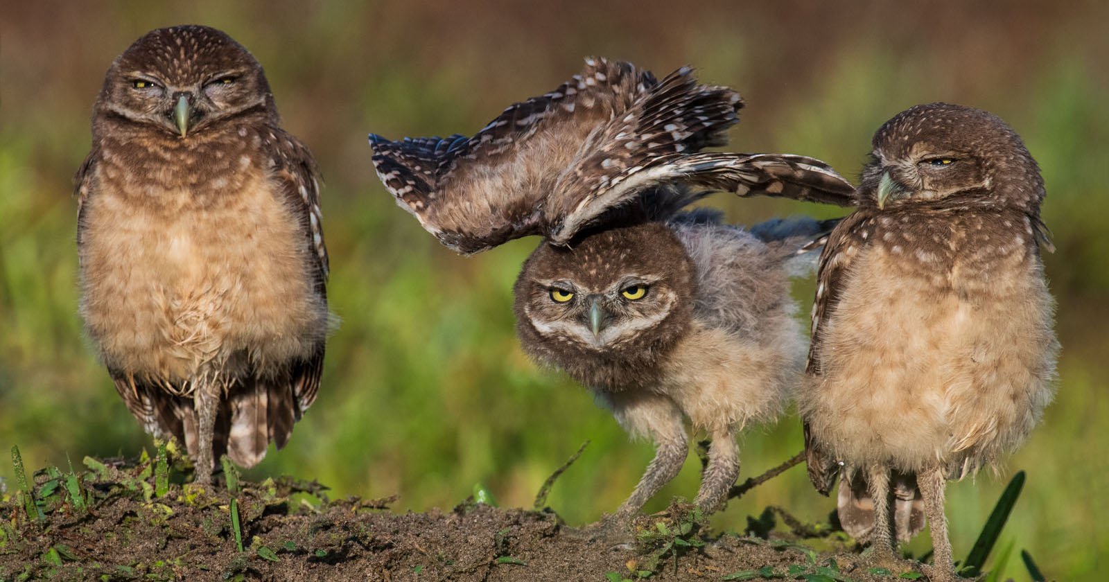 Photos of Floridas Fight to Protect Threatened Burrowing Owls