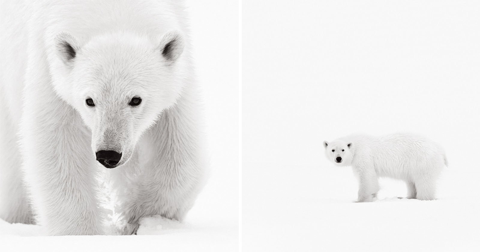  photographer captures otherworldly beauty arctic 