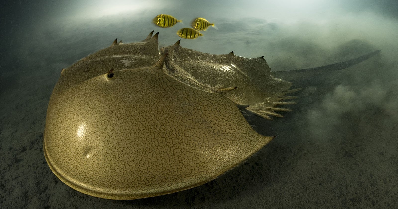 Horseshoe Crab Photo Wins 2023 Wildlife Photographer of the Year