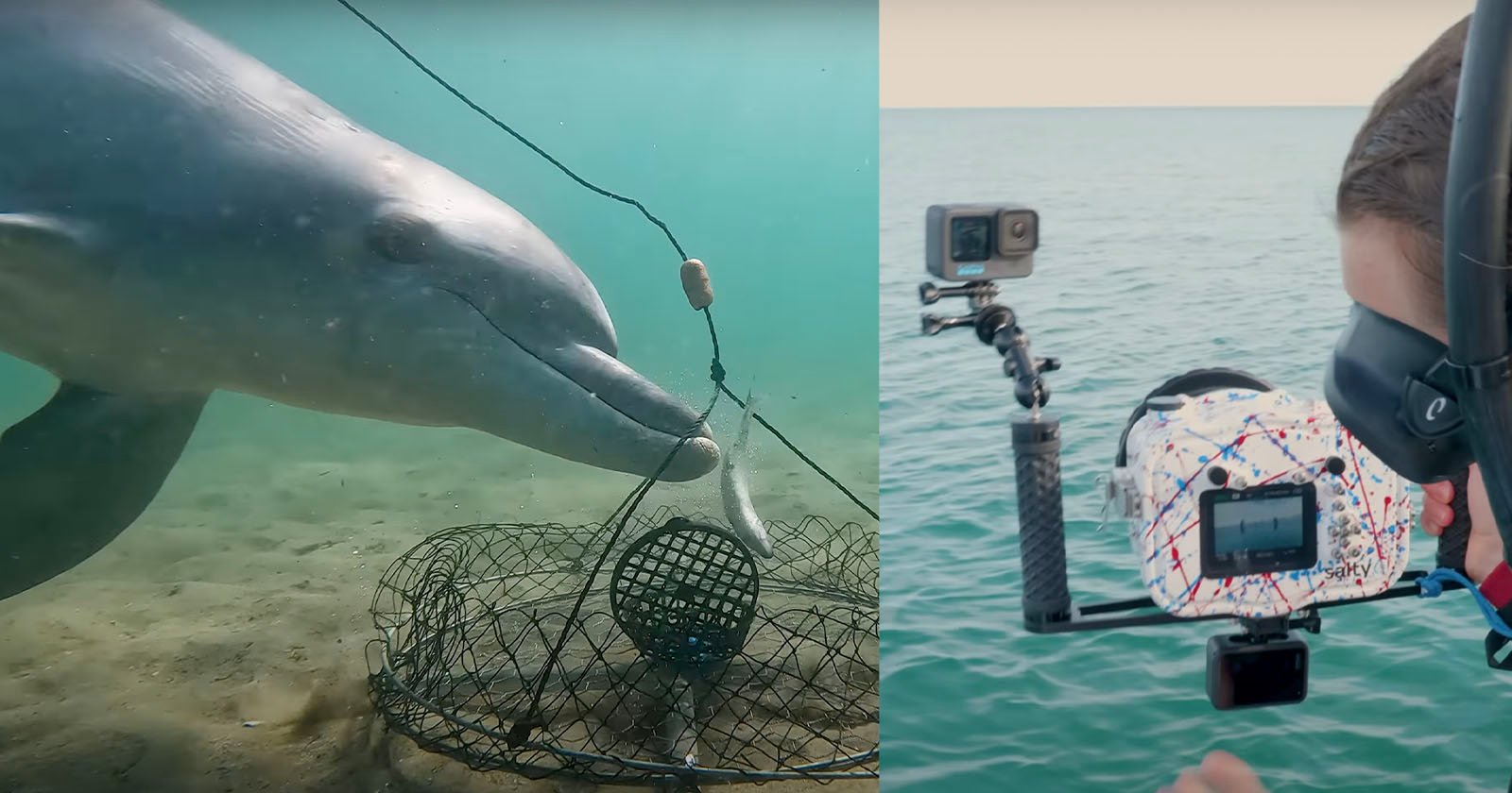 underwater cameras discover how dolphins pull off crab 