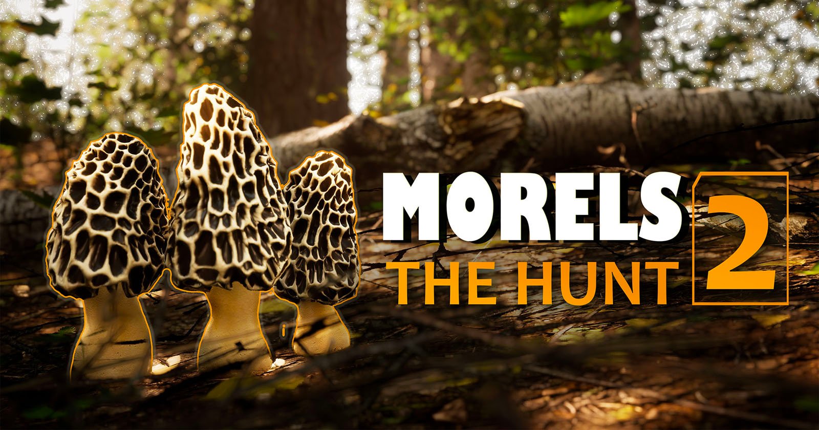  morels combines mushroom hunting wildlife photography into 