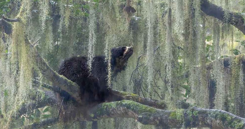  nature photographer bear 