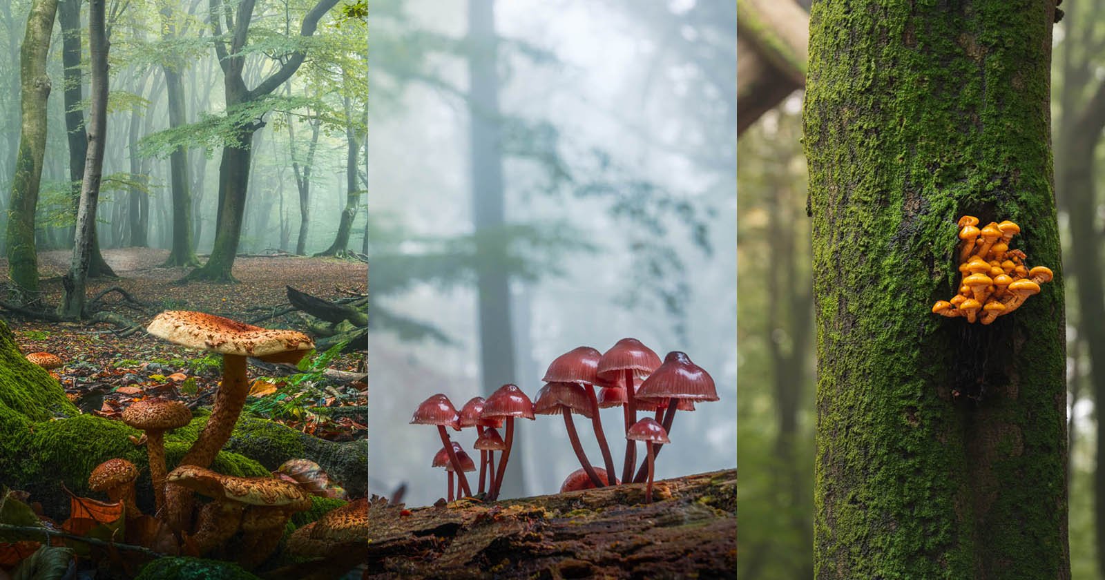  photographing mushrooms their natural world 