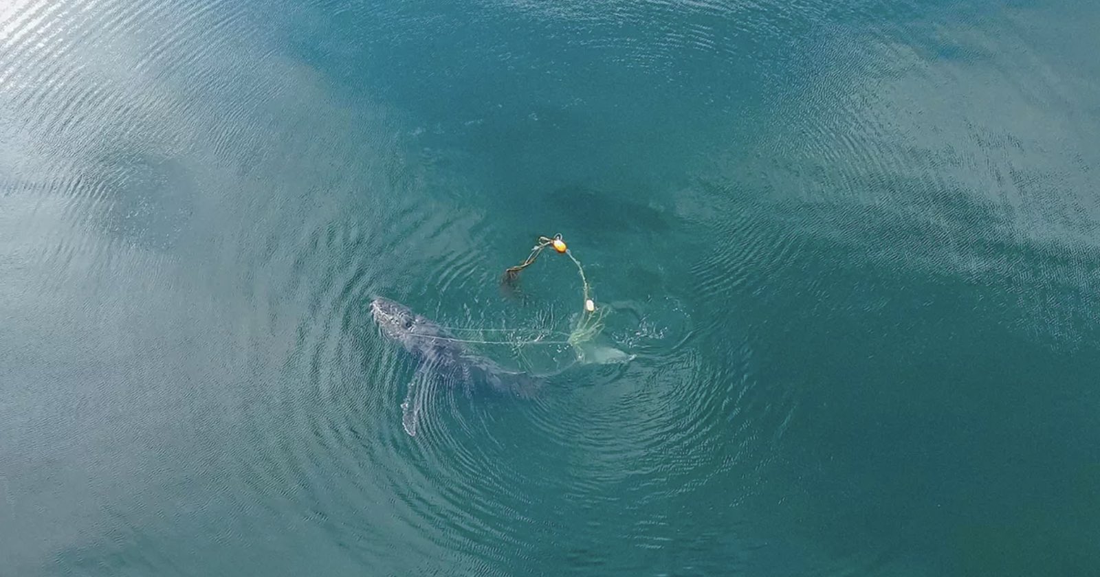 Drone Captures Moment Humpback Whale is Freed From 300lb Crab Pot