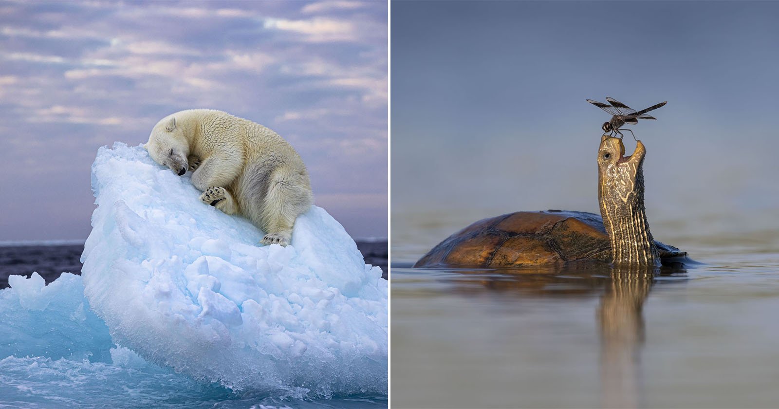 The 25 Shortlisted Peoples Choice Photos of Wildlife Photographer of the Year 2023