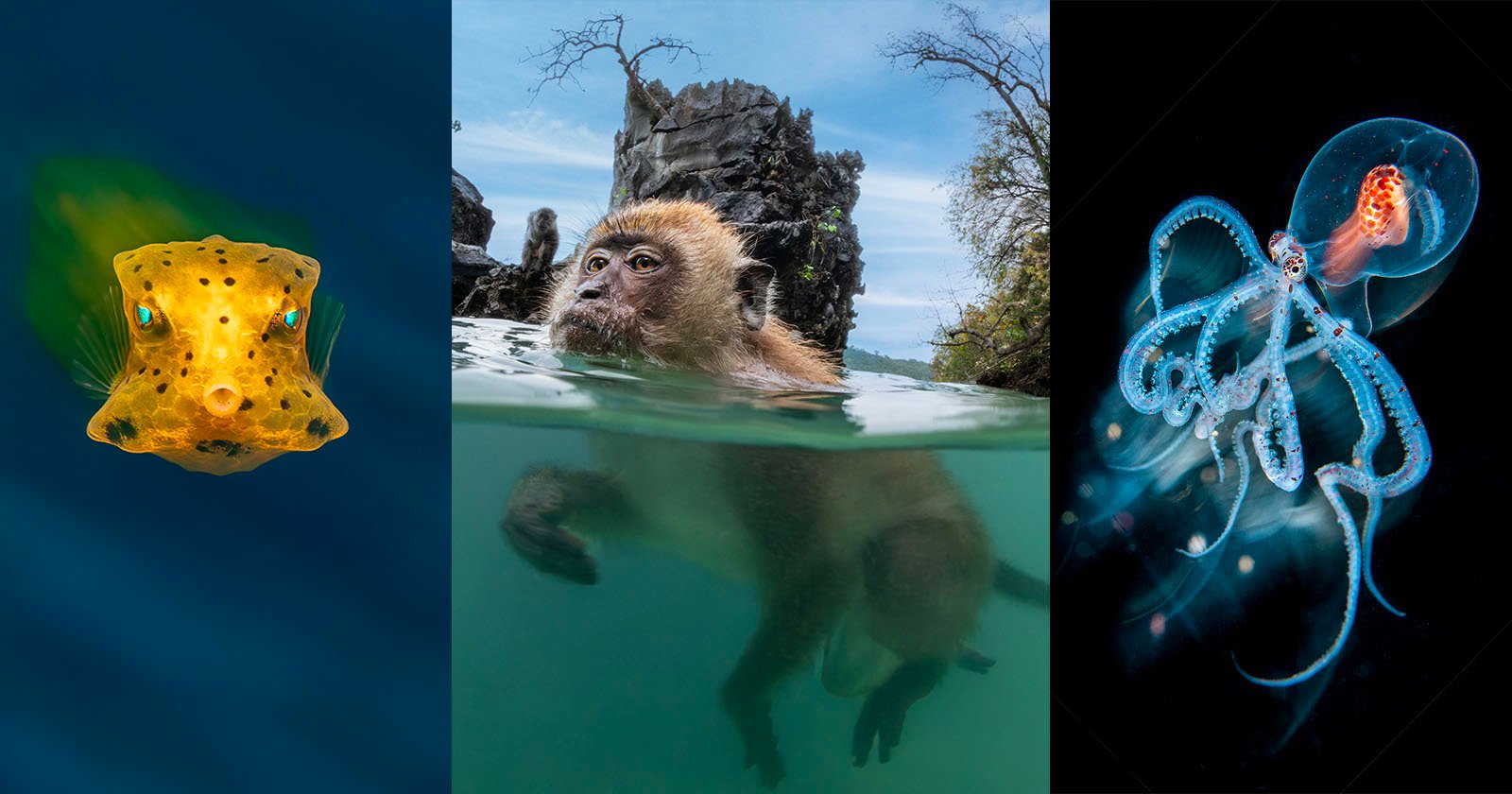 Underwater Photo Competition Sees Swimming Monkeys and Alien Octopus