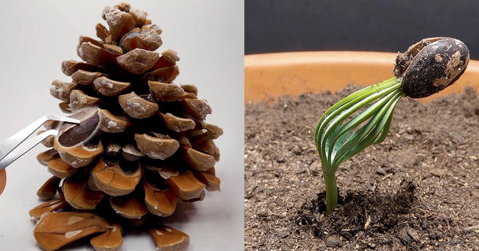 Fascinating 300-Day Timelapse of Pine Cone Growing Into a Pine Tree