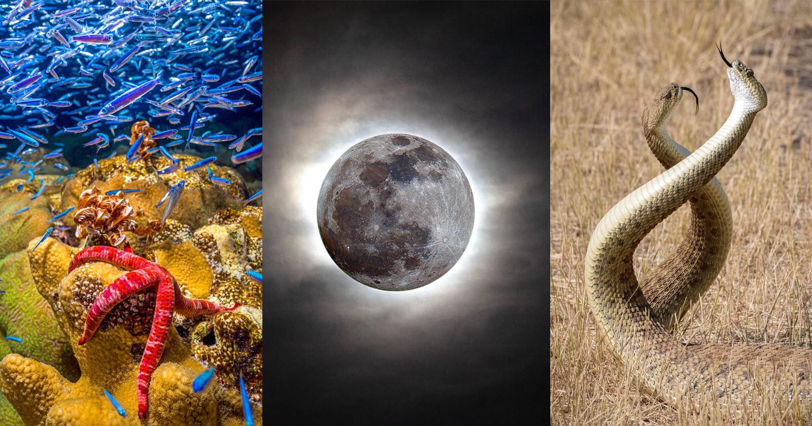 Photo Contest Celebrates the Scientific Wonders of Earth and Beyond