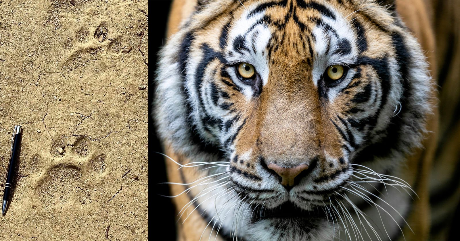 In One Tiger-Infested Village, AI Trail Cameras are Keeping People Safe