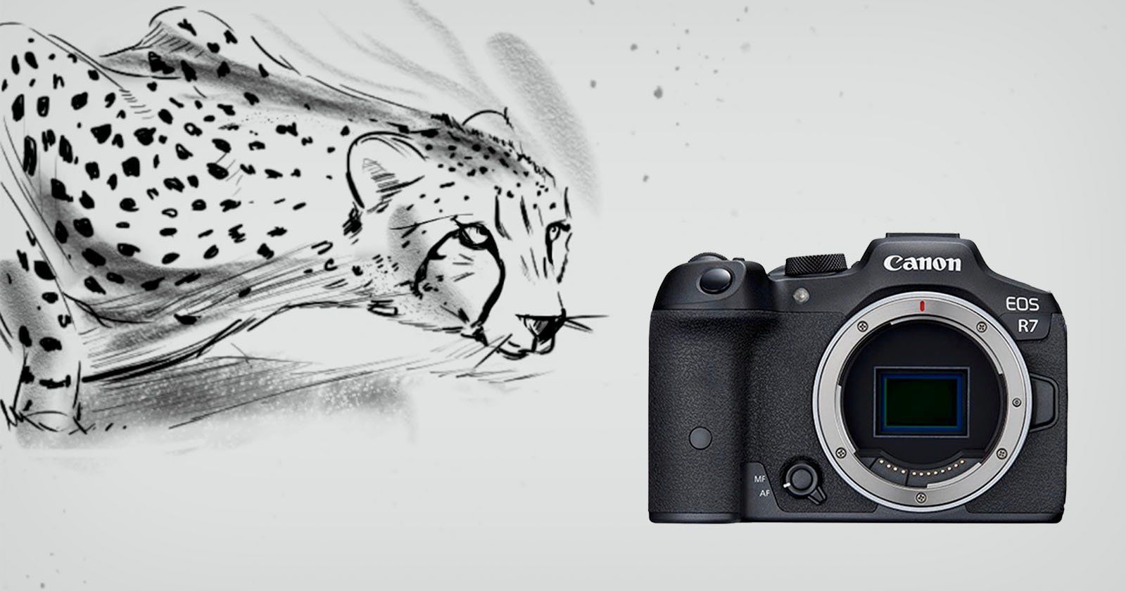 A Cheetah Preparing to Strike Inspired the Canon EOS R7s Design
