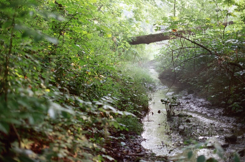 A small creek runs through a foggy forest.