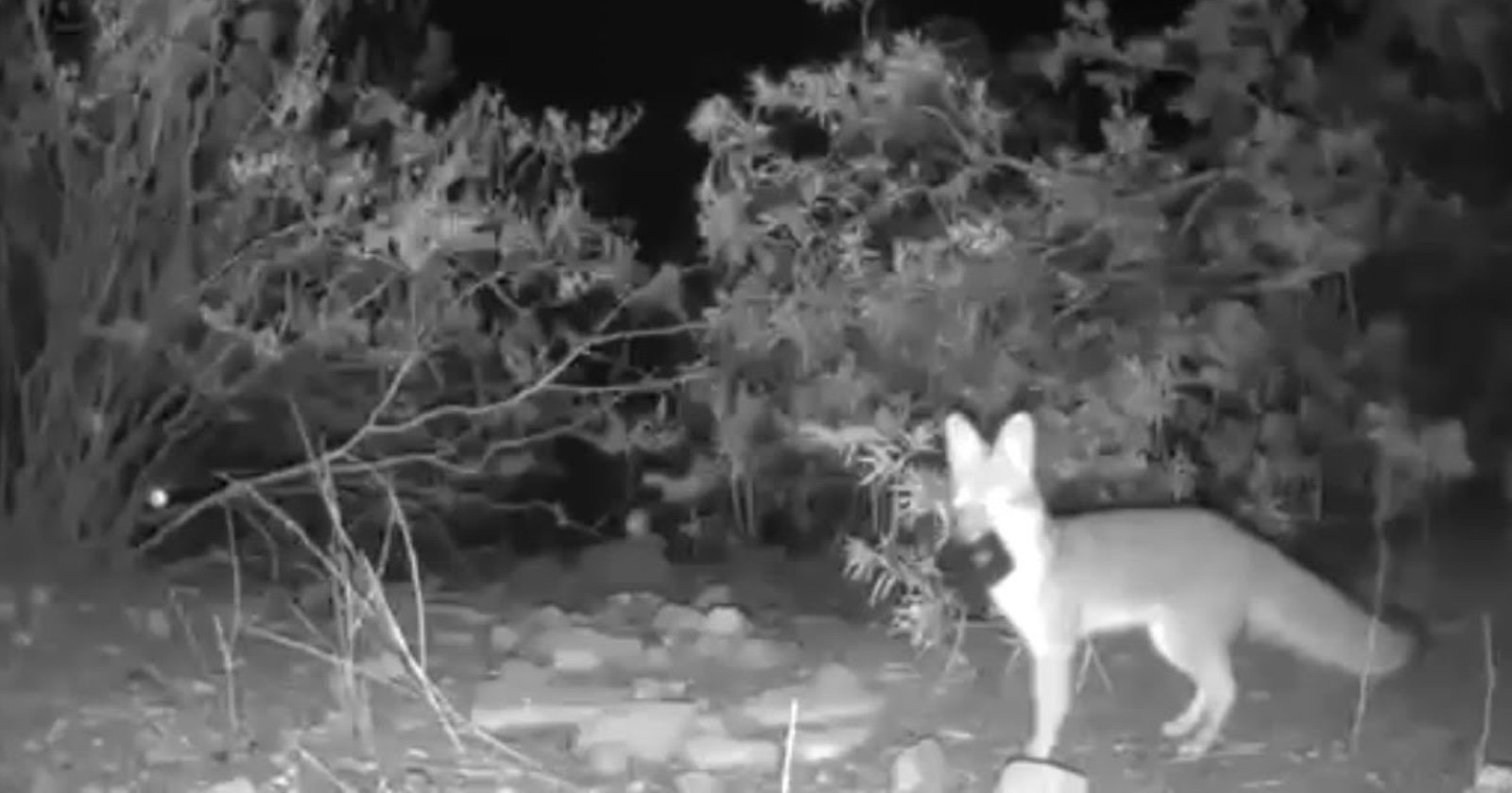 Fox Steals Three Trail Cameras in 10 Minutes