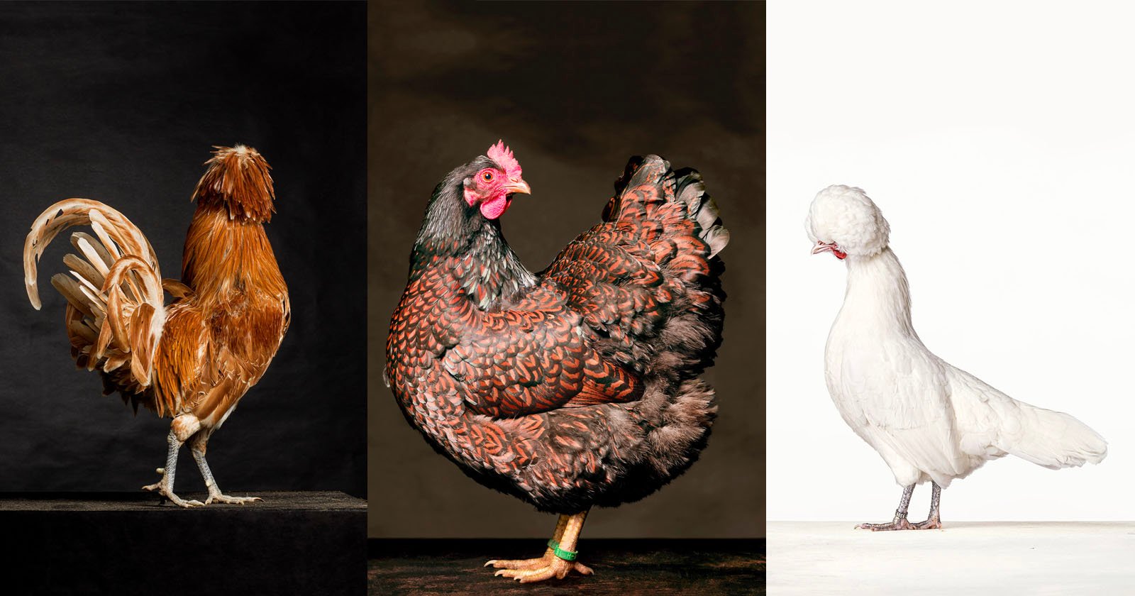 Photographer Captures Majestic Portraits of Hens and Roosters