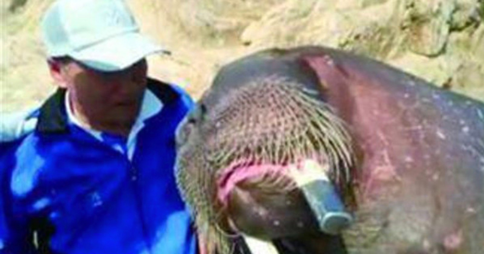  story man who was killed walrus taking 