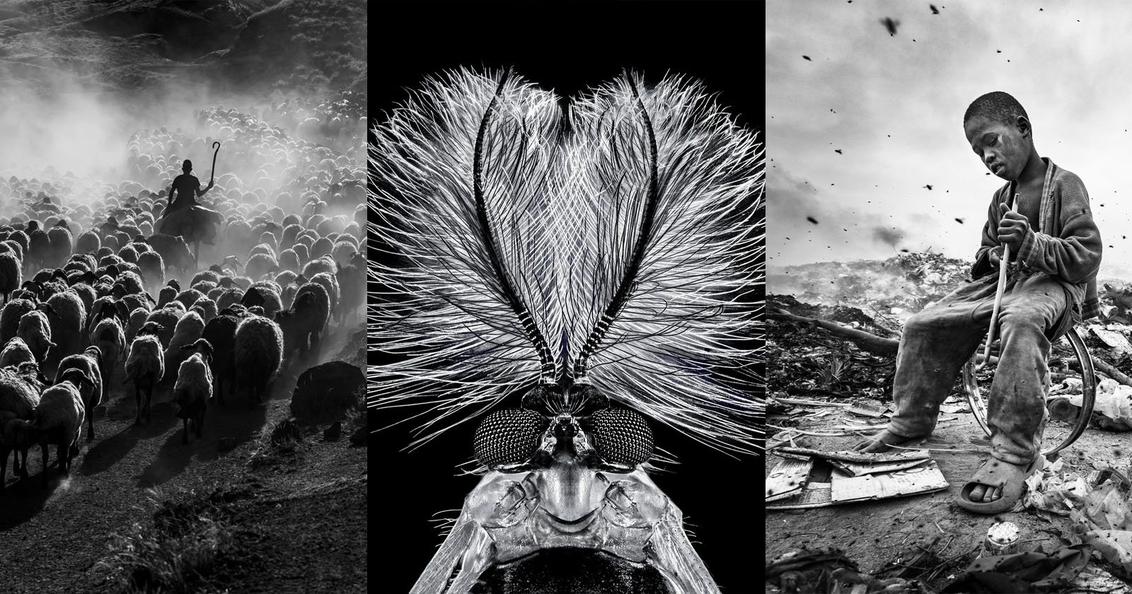 The Incredible Winning Images of a Black and White Photo Competition