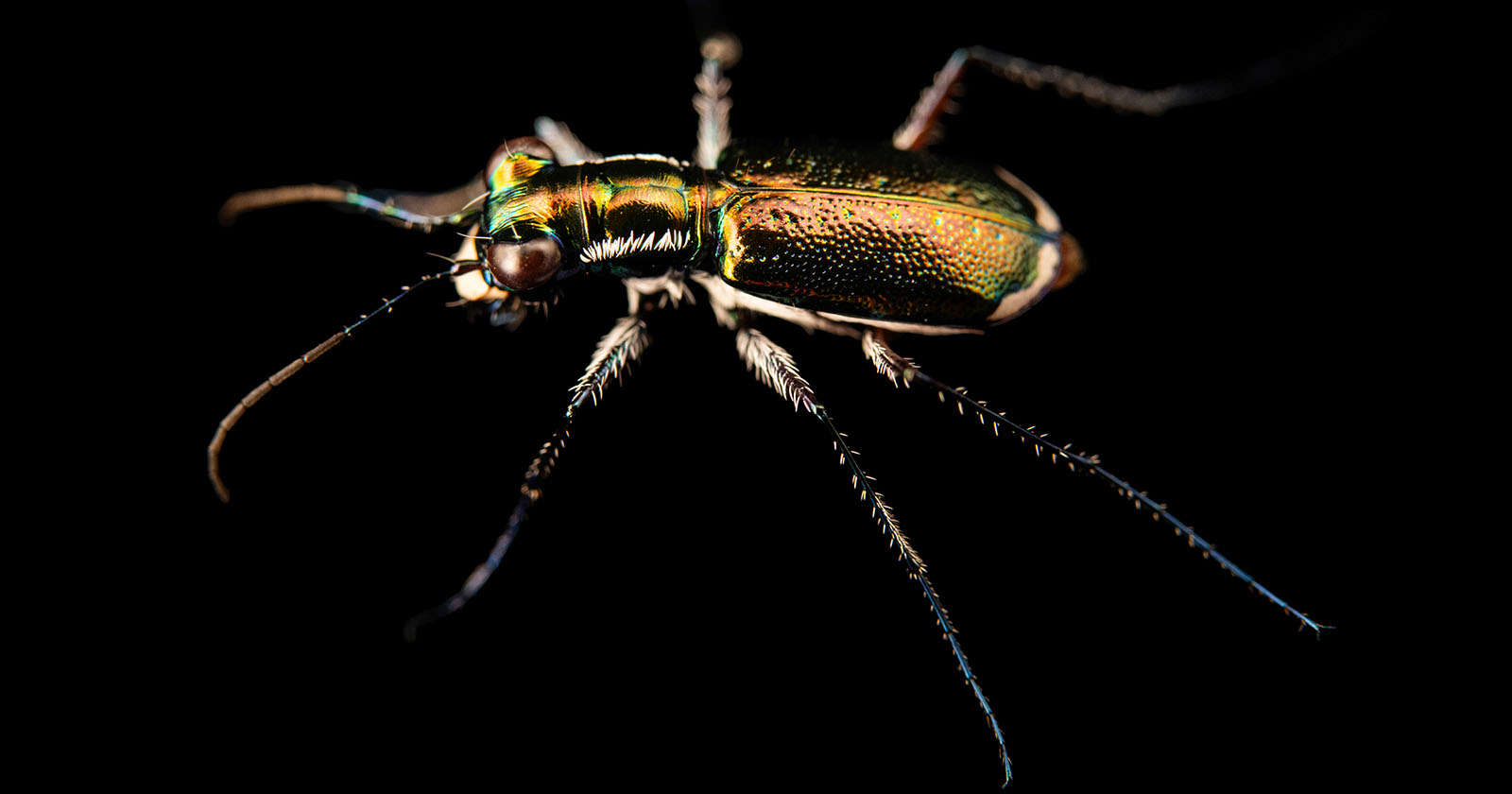 Colorful and Endangered Tiger Beetle is the 15,000th Photo Ark Species