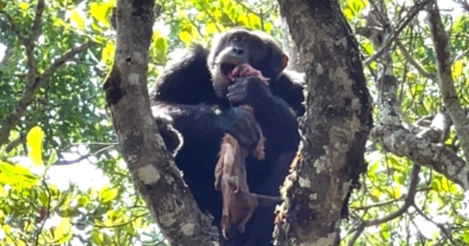  chimp photographed eating food stole from eagle 