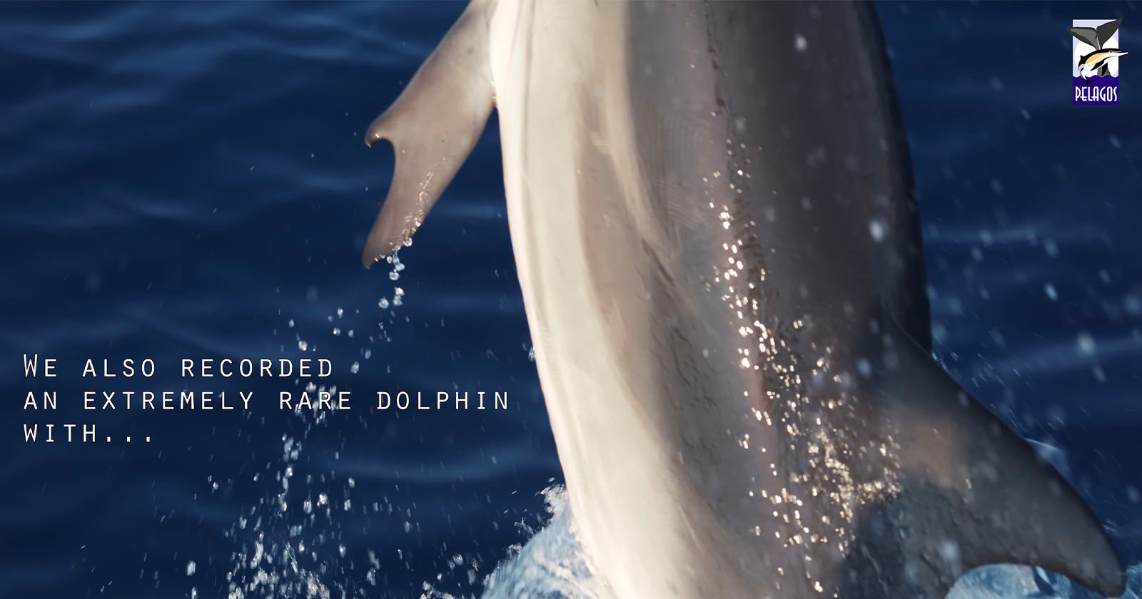  footage captures extremely rare dolphin thumbs 