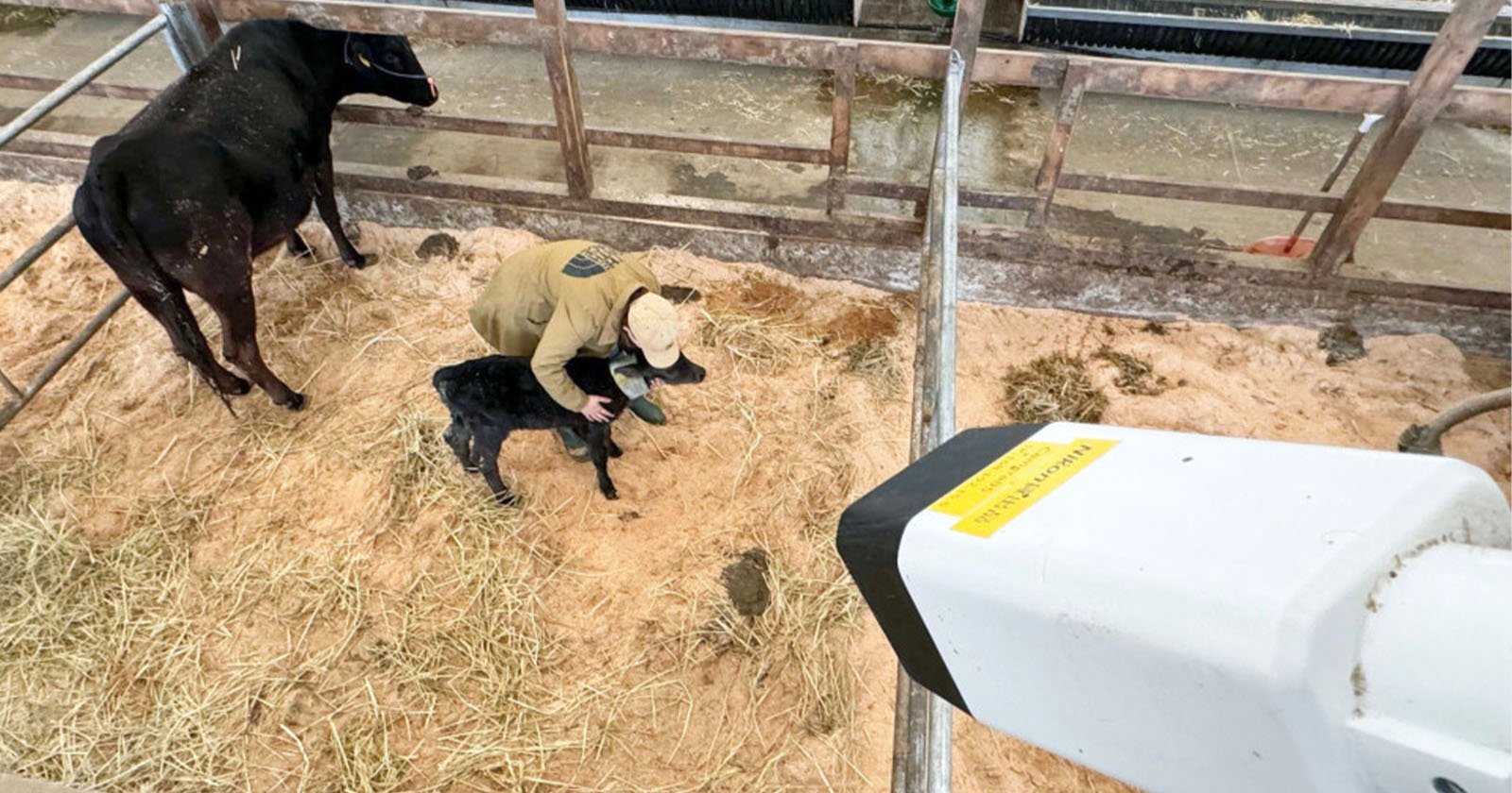 Nikon AI Camera Detects When Cows Are About to Give Birth