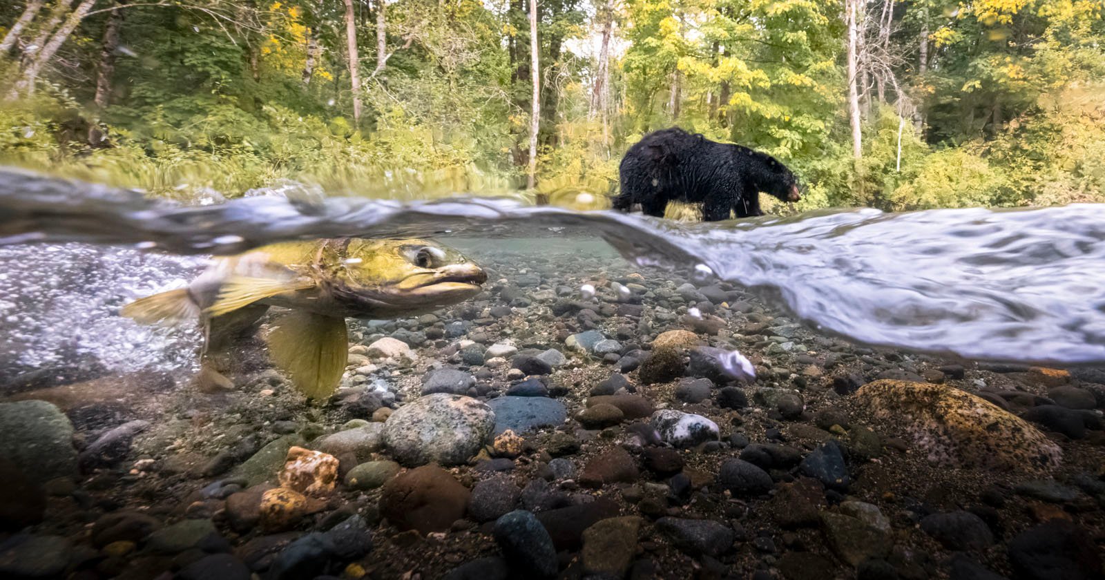 Bear and Salmon Pictured Together in Canadas Best Nature Photos 2023