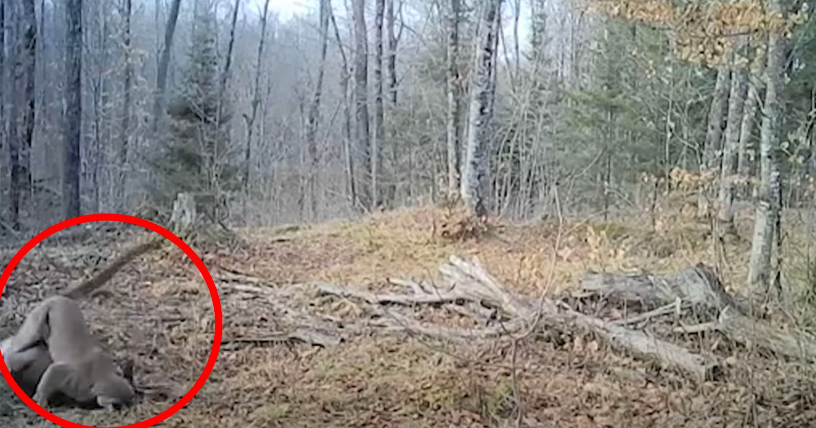 Rare Footage of Mountain Lion Hunt in Michigan Captured on Trail Cam