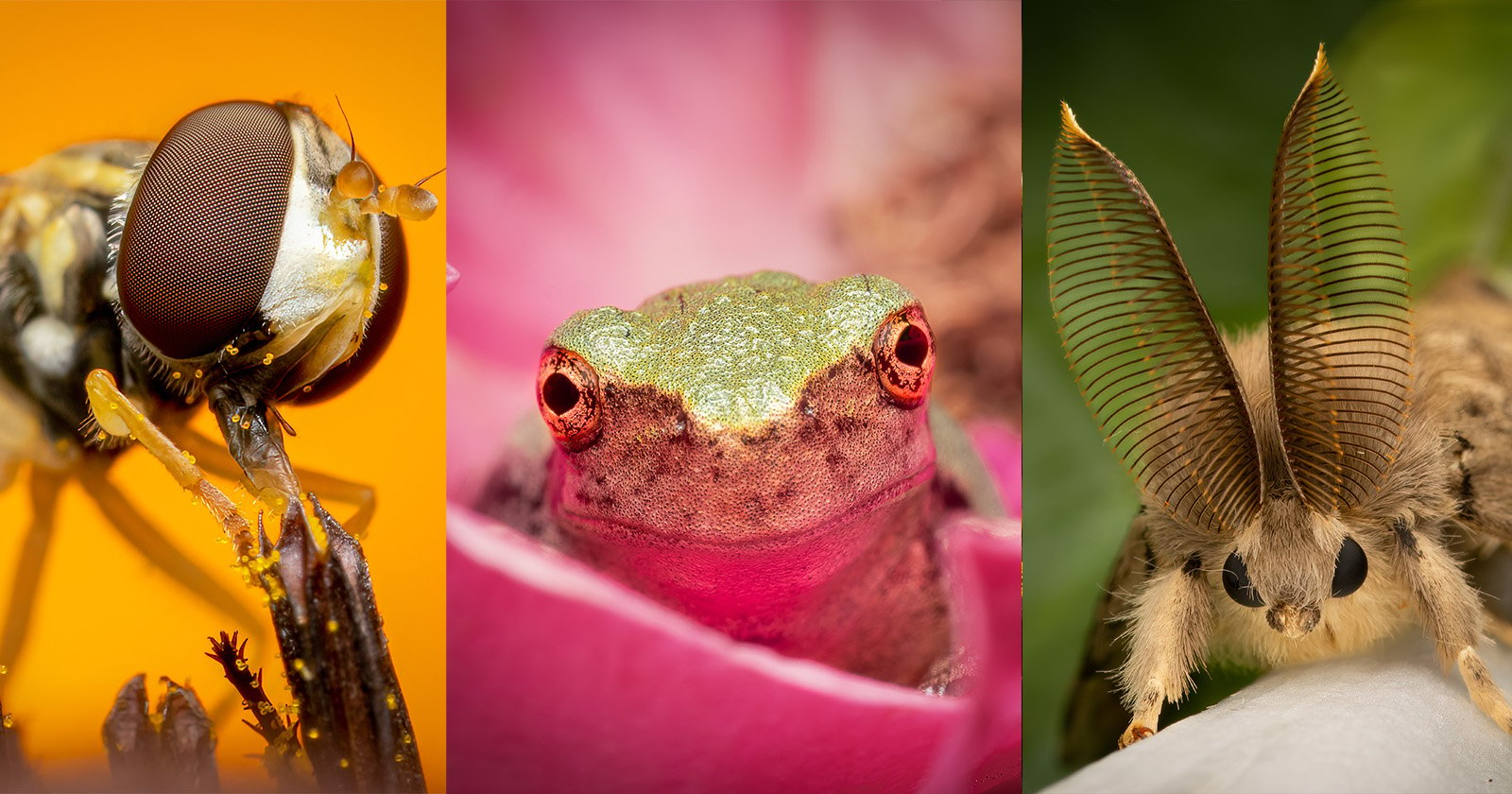 7 Tips To Improve Your Macro Photography
