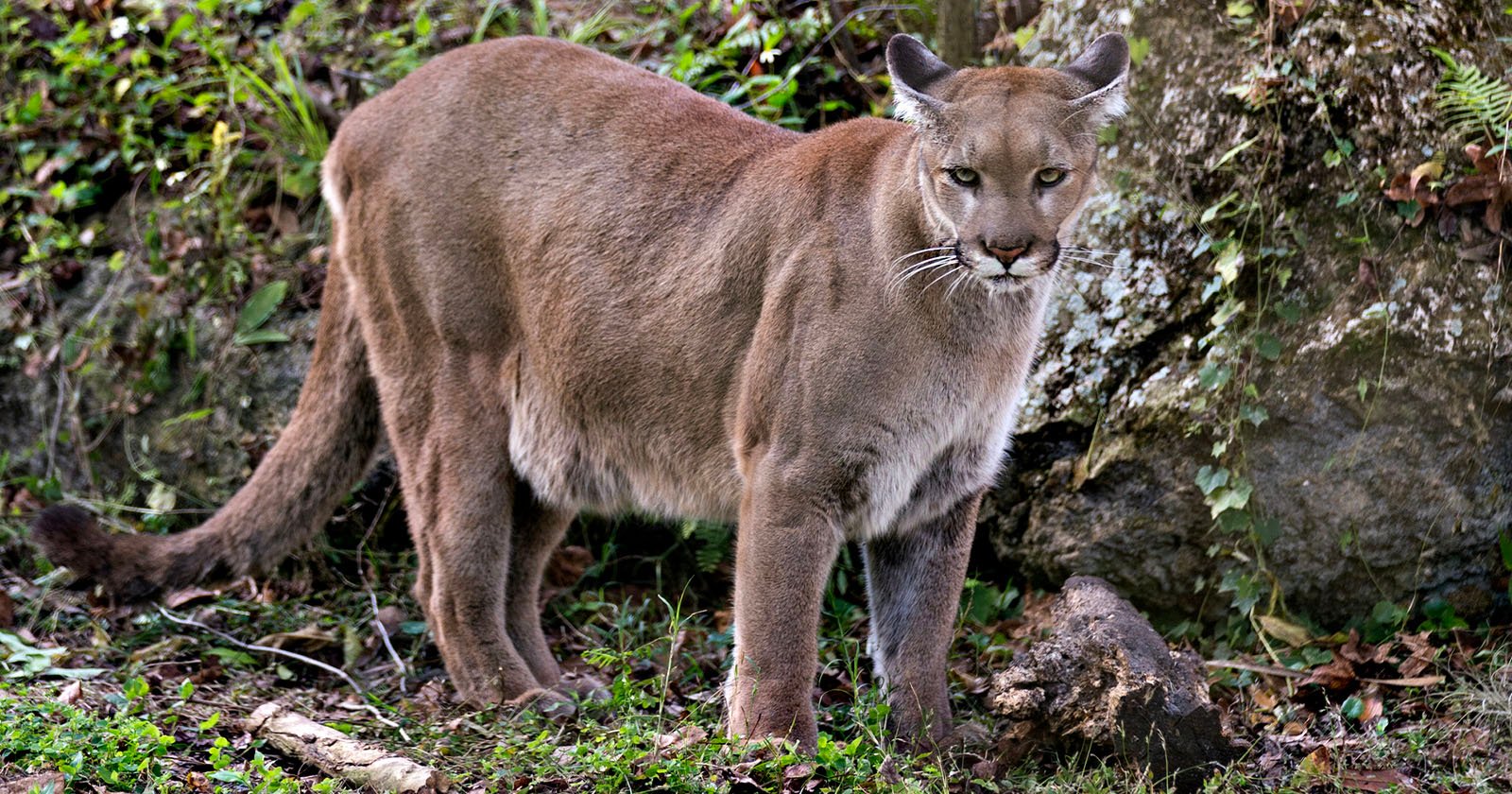 Rare Footage of Florida Panther Captured on Trail Camera