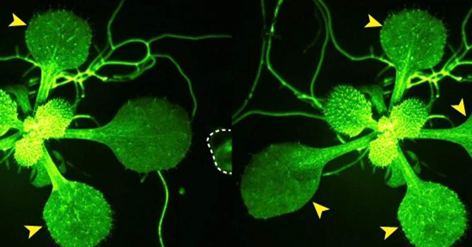 Scientists Film Plants Talking to Each Other in Groundbreaking Footage