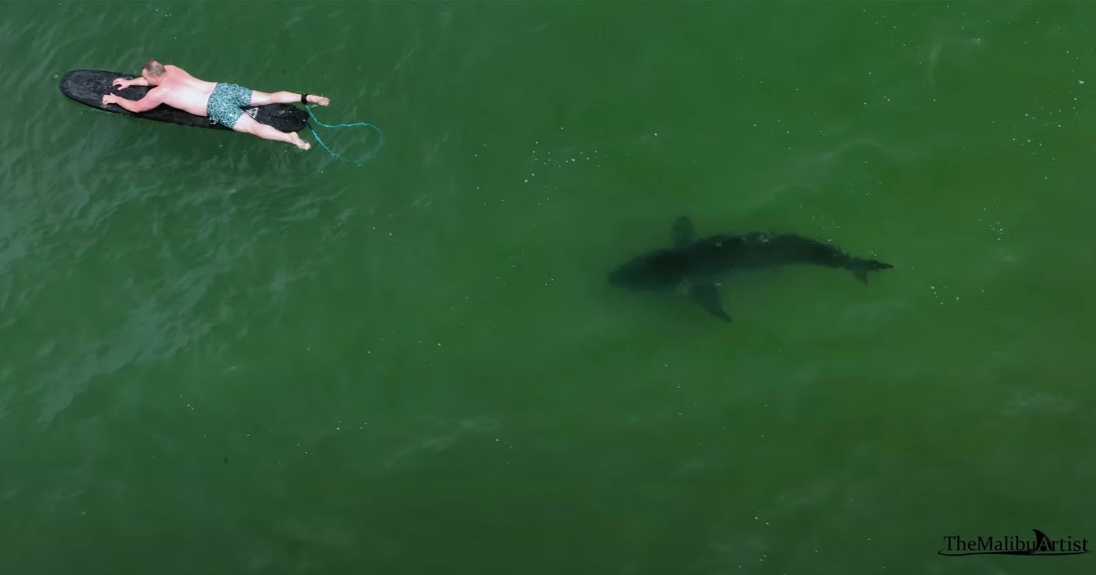  photographer shares his best shark drone clips 2023 