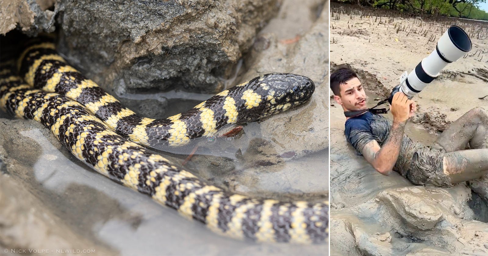  photographer brush ultra-venomous snake caught camera 
