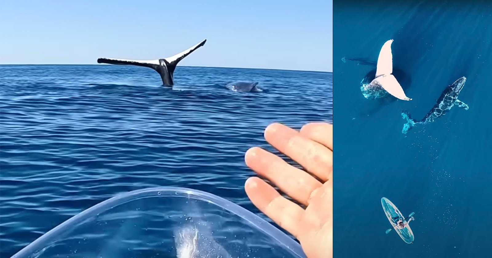  kayaker captures whale sticking tail straight out water 