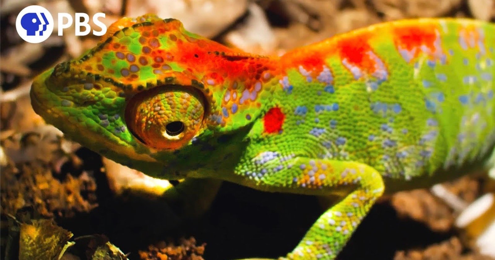 Watch a Chameleon Erupt in Stunning Color Moments Before She Dies