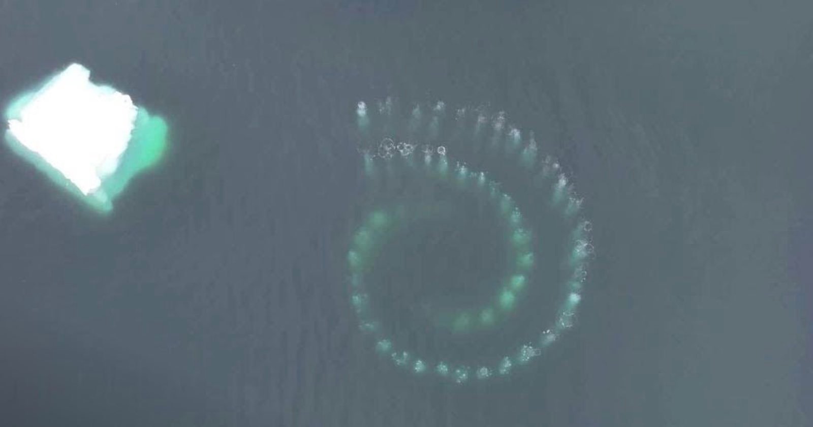  mesmerizing drone footage shows humpback whales create spiral 