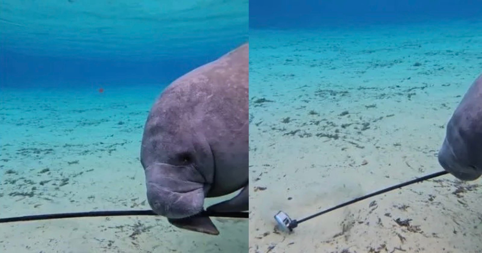 Manatee Takes Divers GoPro Camera and Films Shaky and Unwatchable Footage