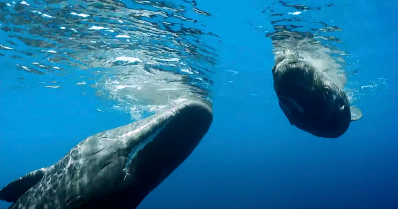 Sperm Whale Introduces Her Calf to a Robotic Spy Whale