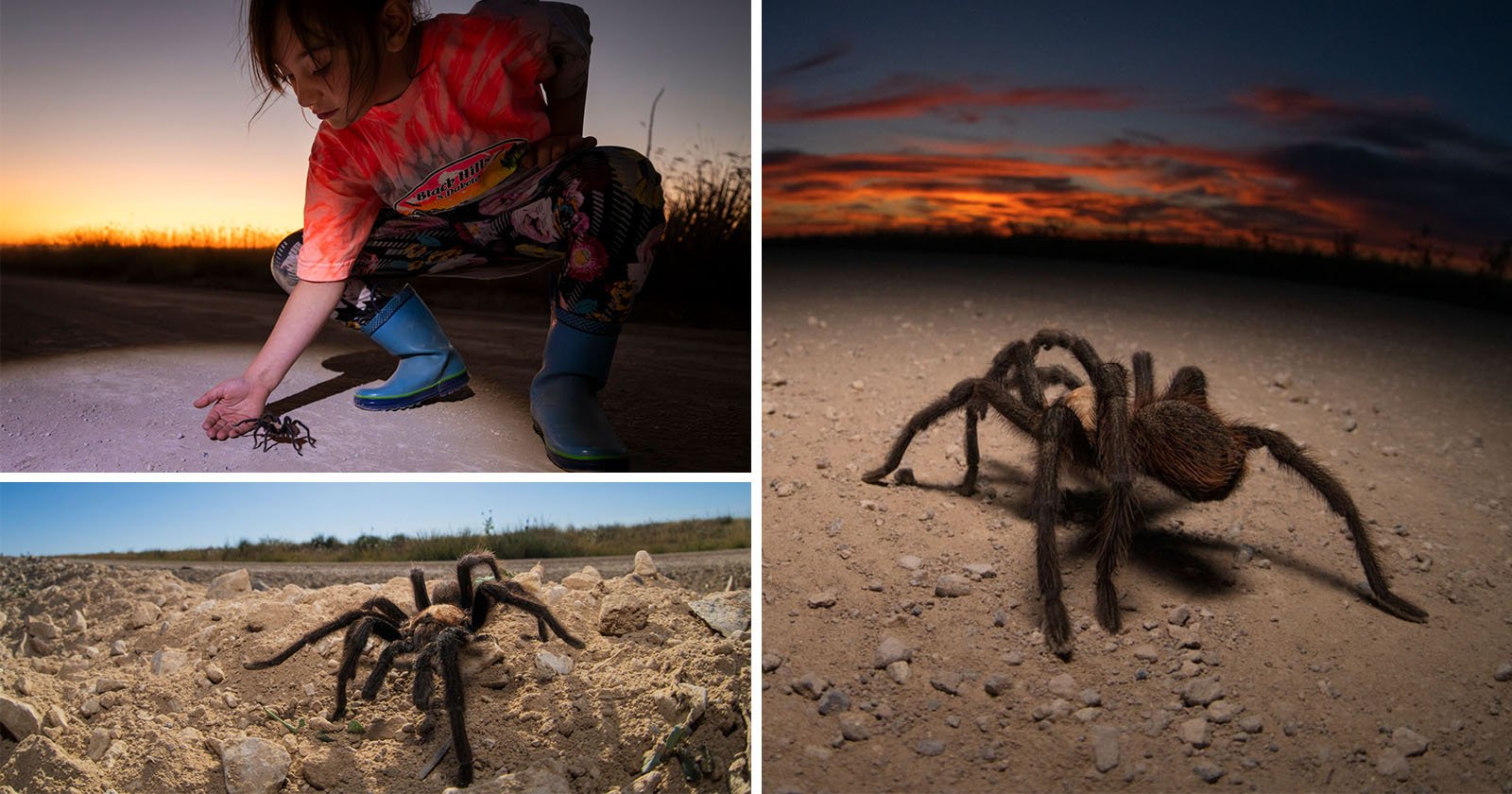  photographers celebrate one nature most misunderstood creatures 